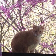 Rachel's Willful Thoughts