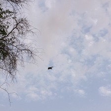 شعاع الهزاع