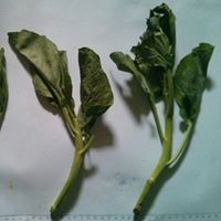 Bima Safitra