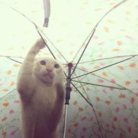 ตัวบี บี