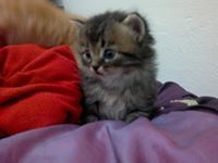 Sandy Abd elrahman