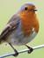 Robin