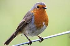 Robin