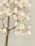 Rabab M...