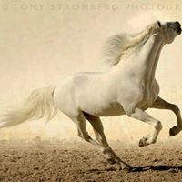 Dina Ahmed