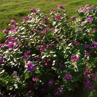 صاحب الجلاله