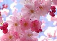 קוסטיה קולגין