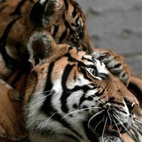 Гүнбилгүүн Б.