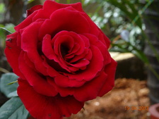Aravind