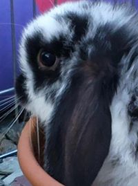 Lucee Styles-forsyth