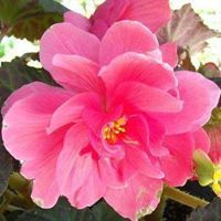 Gretchen Grube scheidt