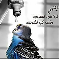 Ali Alzbedy
