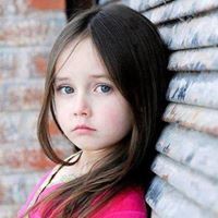 طائر النورس