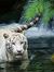 G Santosh