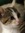 Rachel (claudecat)