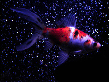 Spacefish