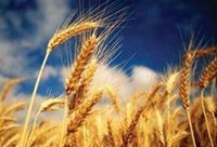 Хүрээлэн Хөдөө Аж Ахуйн