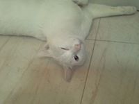 Sirapatch Tummalerakul