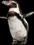 Stumblingpenguin