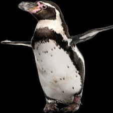 Stumblingpenguin