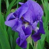 برهان المناصير