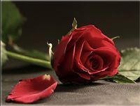 وفاء الحارثي