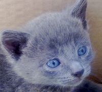 Валя Петрова