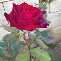 Jammal Ab
