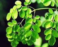 Idang Wachyu sundara