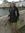 Ivona L...
