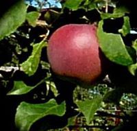 Eileen English kaarsemaker