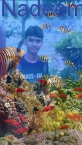 Nadeem Kaif