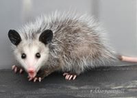 Osum Possum