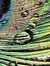 孔雀 (Kujaku)