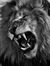 Lion Roars