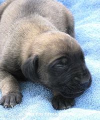 Jaden Nystromtemplin