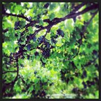 Eugenio Sauret jimenez