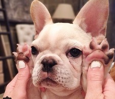 Elizabeth the Reader