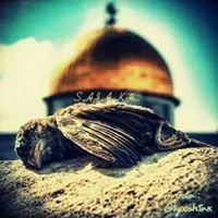 هبة فرهود