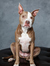 Veronica-Lynn Pit Bull