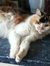 Shelagh
