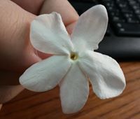 الواثق بنصر الله