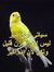 Mohamme...