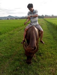 Phụng Trần