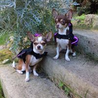 Chantel Mcdonagh-veen