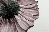 أحمد العازمي