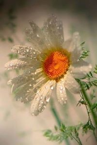 العربي بثينة