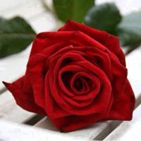 خالد الحربي