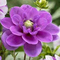 مجدي ابو حسن