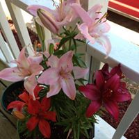 Nancy Ladner